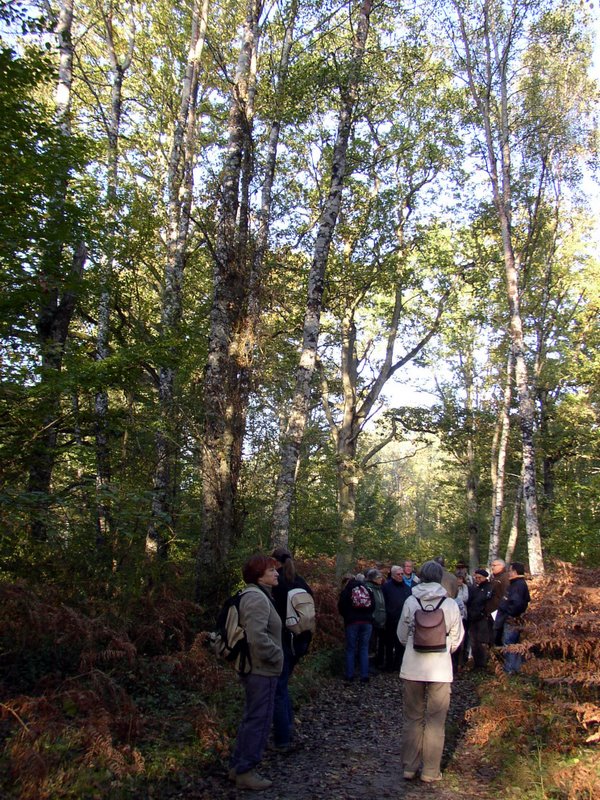 Arbres remarquables 05